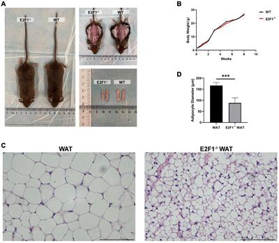 Transcription Factor E2F1 Knockout Promotes Mice White Adipose Tissue Browning Through Autophagy Inhibition